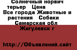 Солнечный норвич терьер › Цена ­ 35 000 - Все города Животные и растения » Собаки   . Самарская обл.,Жигулевск г.